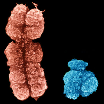 WORD: “XY”, Chromosomes