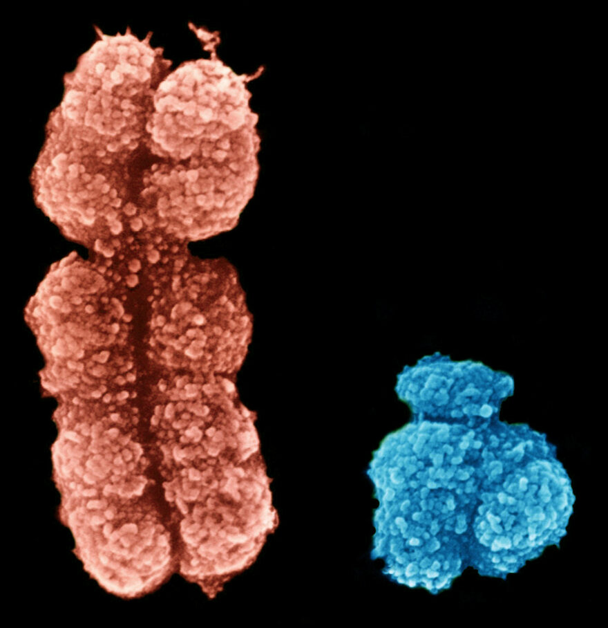 WORD: “XY”, Chromosomes