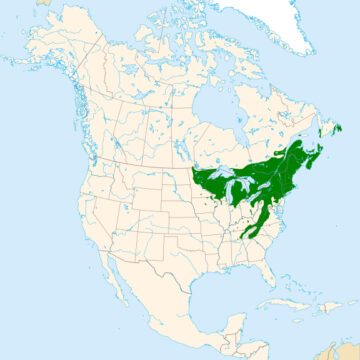 Name: Yellow Birch (Bich) -My Life