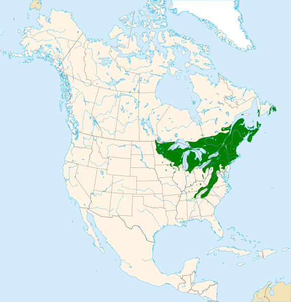 Name: Yellow Birch (Bich) -My Life