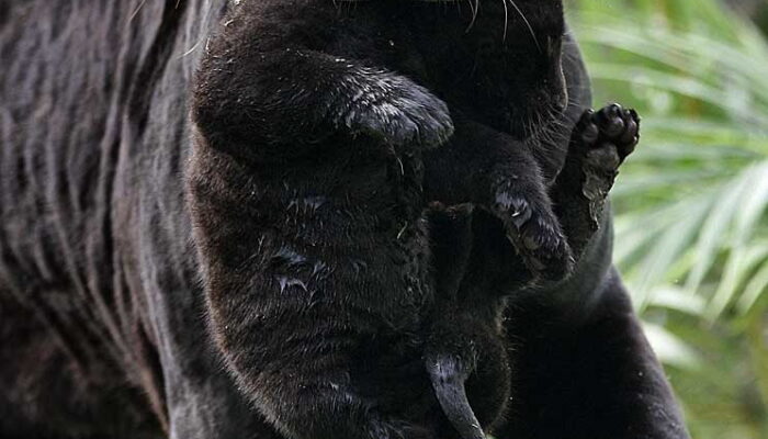 Panther-mom-carries-panther-baby-big